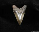 Angustiden Shark Tooth Fossil #155-1